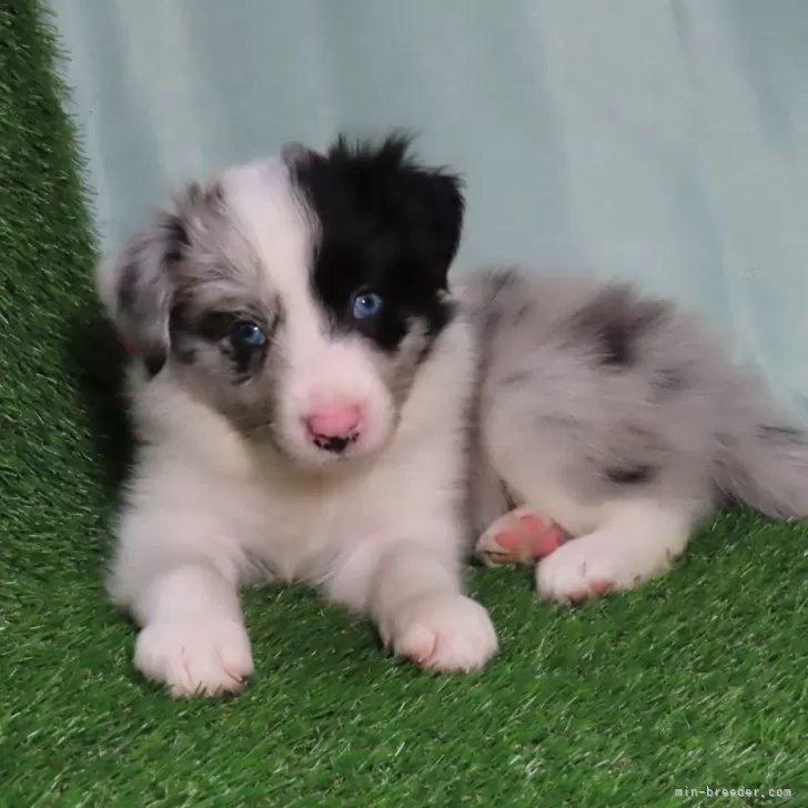 Qちゃん 様のお迎えした子犬