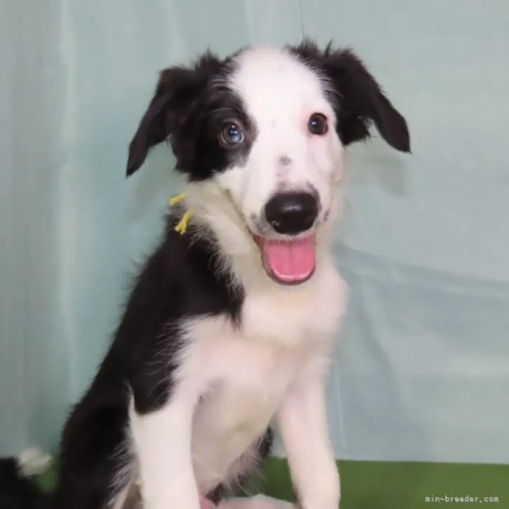 ばーん 様のお迎えした子犬