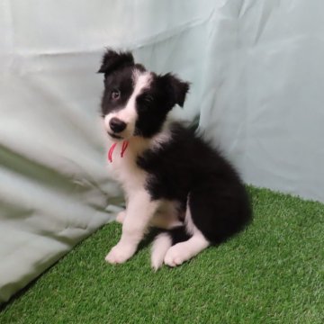 ボーダーコリー【茨城県・女の子・2024年6月30日・ブラック&ホワイト】の写真「笑顔のとてもかわいい女の子」