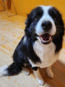 ボーダーコリー【・男の子・2022年5月27日・ブラック&ホワイト】