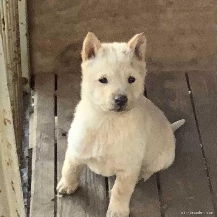 YK 様のお迎えした子犬
