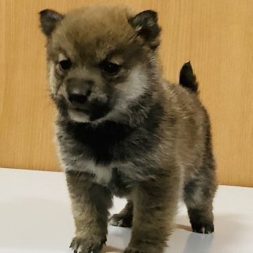 柴犬(豆柴)【長野県・男の子・2023年10月1日・赤色】の写真「骨量のあるおっとりした男の子」