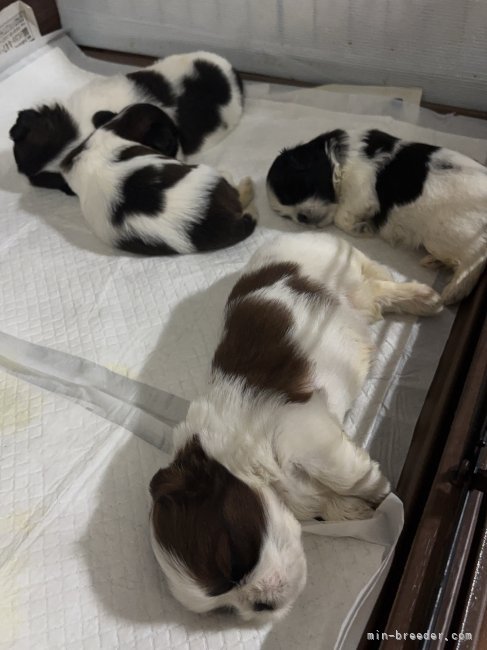 爆睡中zzz｜橋本　梨里加(はしもと　りりか)ブリーダー(滋賀県・シーズーなど・JKC登録)の紹介写真2