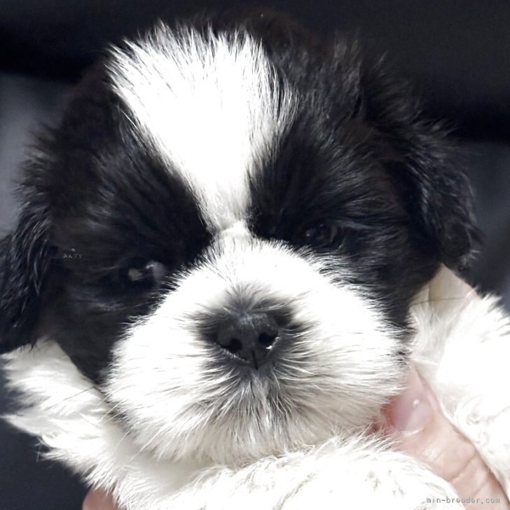 白黒犬様　材料費ページ 楽天市場】ホワイトフォックス 北海道産 真鱈 フリーズドライ