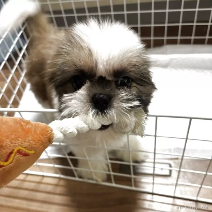 Y.N 様のお迎えした子犬