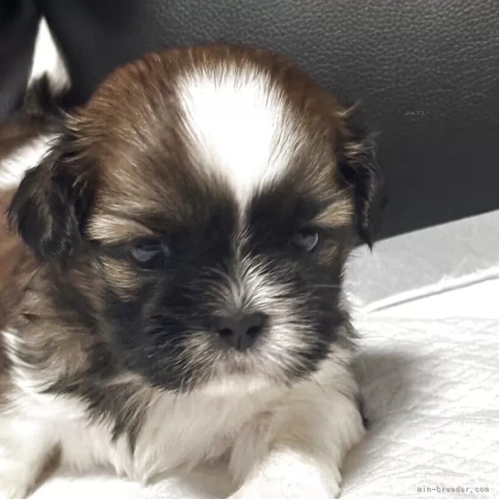 ID：2508-02408の子犬