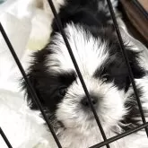 シーズー