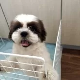 シーズー