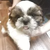 シーズー