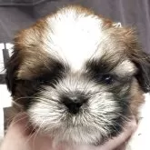 シーズー