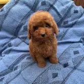 タイニープードル