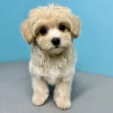 マルプー(トイプードル×マルチーズ)【石川県・女の子・2024年9月29日・アプリコット】の写真4