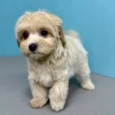 マルプー(トイプードル×マルチーズ)【石川県・女の子・2024年9月29日・アプリコット】の写真5