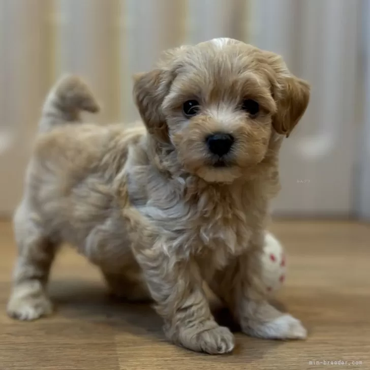 ID:2411-01647の子犬