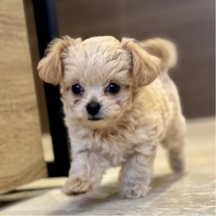 ID:2505-05844の子犬