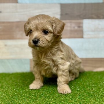 マルプー(トイプードル×マルチーズ)【石川県・女の子・2025年11月1日・アプリコット】の写真「おでこの白い毛がチャームポイント」