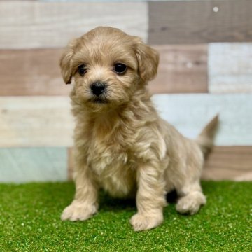 マルプー(トイプードル×マルチーズ)【石川県・女の子・2025年11月1日・アプリコット】の写真「おでこの白い毛がチャームポイント」