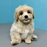 マルプー(トイプードル×マルチーズ)【石川県・女の子・2024年9月29日・アプリコット】の写真1