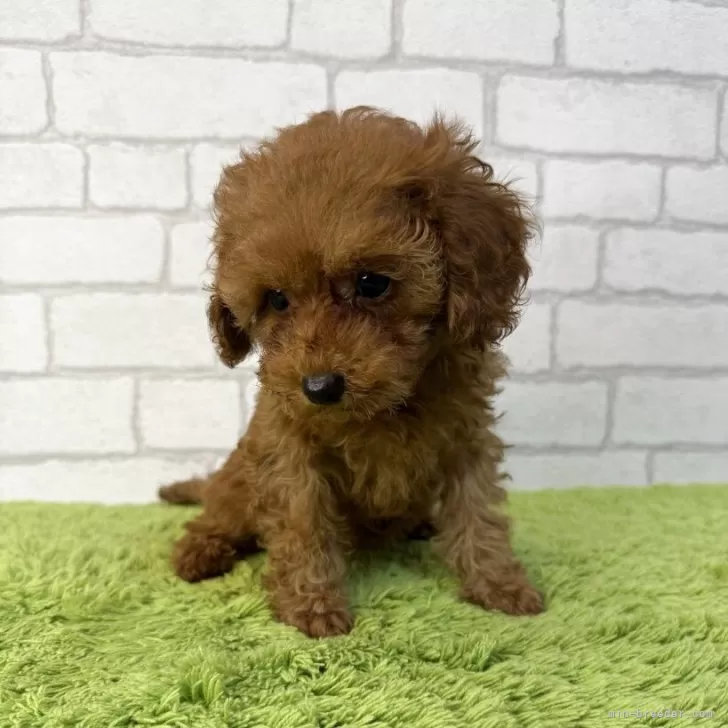 ID：2507-02450の子犬