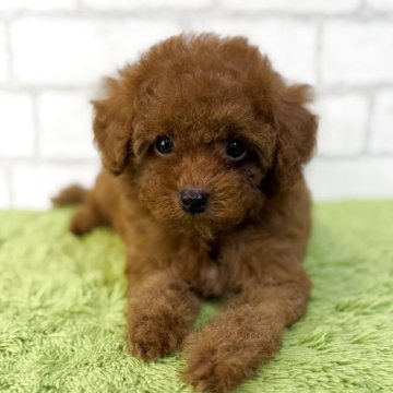トイプードル(タイニー)【大分県・男の子・2025年5月15日・レッド】の写真「これからどんどん可愛くなってきます💕」