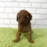 トイプードル(トイ)