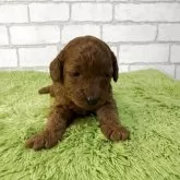 トイプードル(トイ)