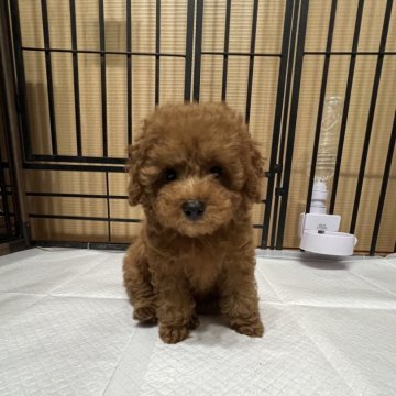 トイプードル(タイニー)【大分県・男の子・2024年5月7日・レッド】の写真「あんよも短めでとても可愛い男の子💕」