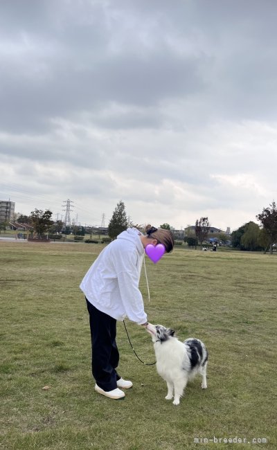 お散歩に行く公園で｜堀田　淳子(ほりた　じゅんこ)ブリーダー(福岡県・シェットランドシープドッグ)の紹介写真3