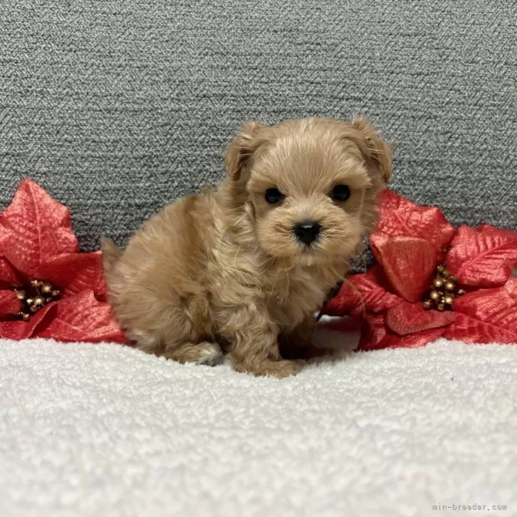 A.T 様のお迎えした子犬
