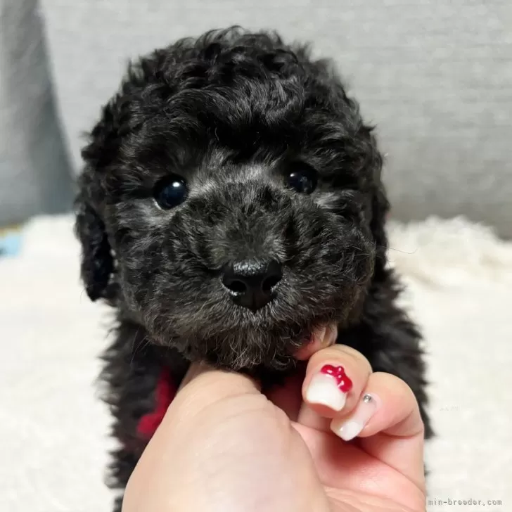 ID：2501-07105の子犬