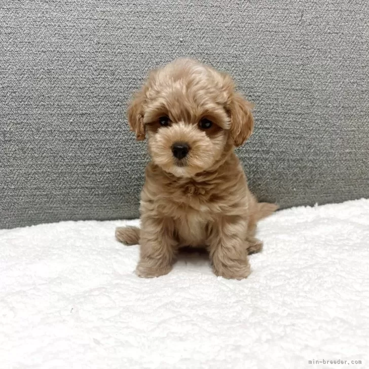 M.K 様のお迎えした子犬