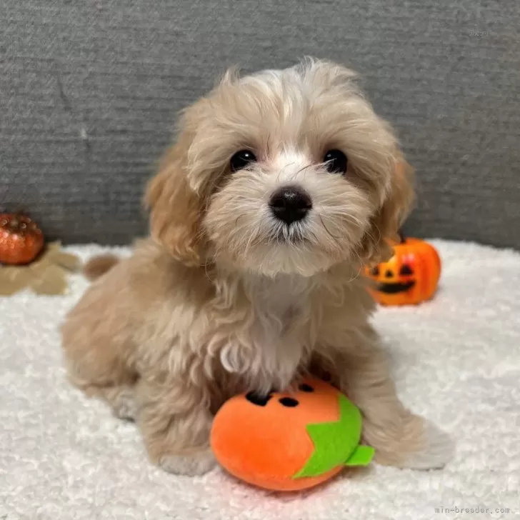 マルプー(マルチーズ×トイプードル)【宮崎県・男の子・2025年8月1日・クリーム】の写真1