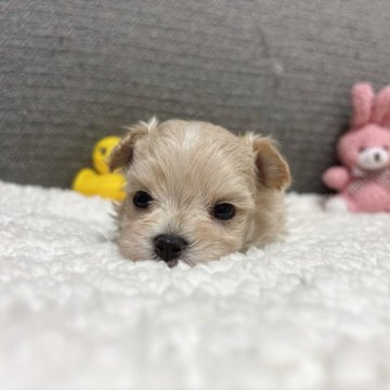 マルプー(マルチーズ×トイプードル)【宮崎県・女の子・2025年7月10日・クリーム】の写真「ふわふわ毛並みの女の子♡」