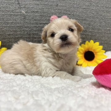 マルプー(マルチーズ×トイプードル)【宮崎県・男の子・2025年7月10日・クリーム】の写真「ぽっちゃりお顔の男の子♡」