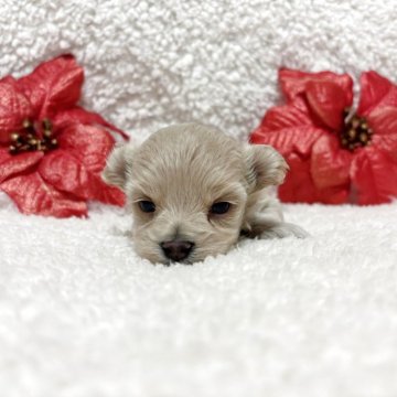 マルプー(マルチーズ×トイプードル)【宮崎県・女の子・2025年10月24日・クリーム】の写真「ポイントマークの女の子💓‪」