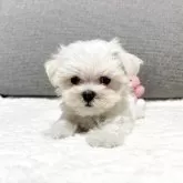 マルチーズ