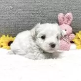 マルチーズ