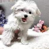 マルチーズ