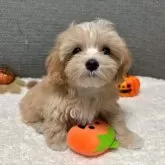 マルプー(マルチーズ×トイプードル)【宮崎県・男の子・2025年8月1日・クリーム】の写真1