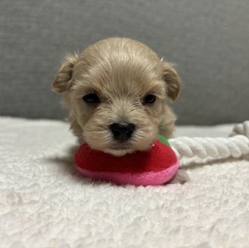 マルプー(マルチーズ×トイプードル)【宮崎県・男の子・2024年5月14日・クリーム】の写真「あくび君♡」