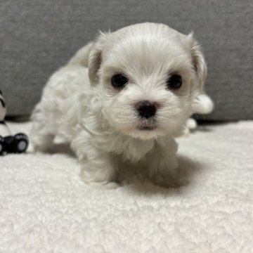 マルチーズ【宮崎県・男の子・2024年4月19日・ホワイト】の写真「おめめがぱっちり男の子♡」