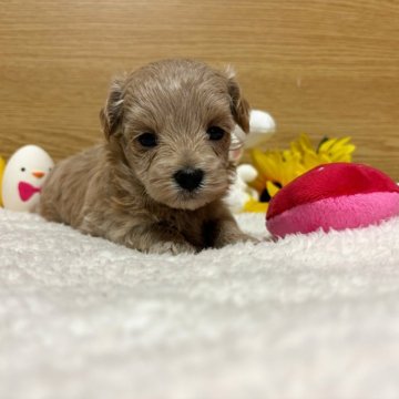 マルプー(マルチーズ×トイプードル)【宮崎県・女の子・2024年6月1日・クリーム】の写真「クリーム色の女のこ♡」