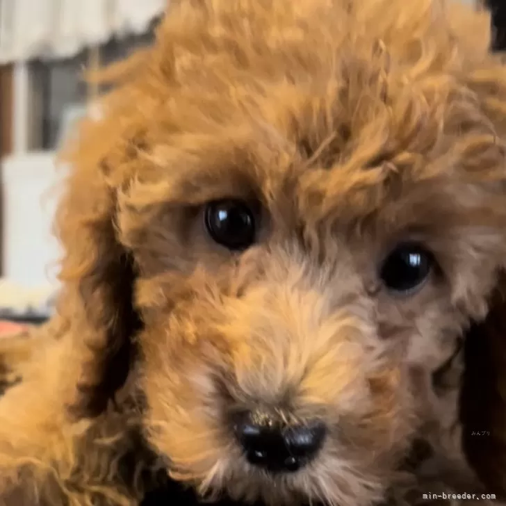 ID：2502-05516の子犬