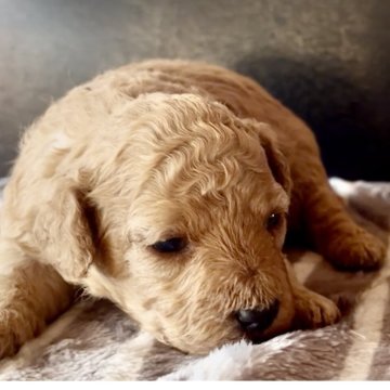 ミックス(トイプードル×ミックス)【東京都・女の子・2025年11月13日・レッド】の写真「アーモンド型の👀にマズル短く可愛いお顔です💚」