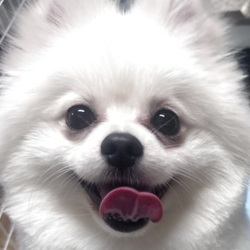 ポメラニアン【東京都・男の子・2024年7月20日・クリーム】の写真「無駄吠えがなくおっとり君^ ^見学予約お早めに！」