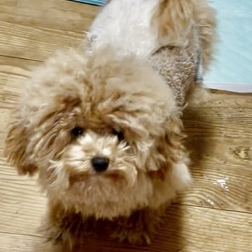 ミックス(トイプードル×ビションフリーゼ)【東京都・女の子・2025年5月5日・クリーム✖️ホワイト】の写真「小さい体でパワフルグリルちゃん^ ^おトイレ済み！」