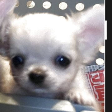 チワワ(ロング)【東京都・男の子・2025年8月9日・フォーン】の写真「小ぶりなわんぱく男の子お揚げ君💛健康優良犬🐶」