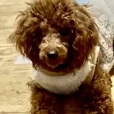 トイプードル(トイ)【東京都・女の子・2024年2月3日・レッド】の写真1「顔バリにしてしまい伸びてきている最中です^ ^ドワーフ型💚」