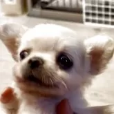 チワワ(ロング)