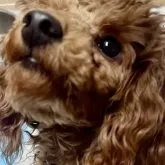 トイプードル(トイ)【東京都・女の子・2024年2月3日・レッド】の写真2「賢くおトイレも完璧です👌」